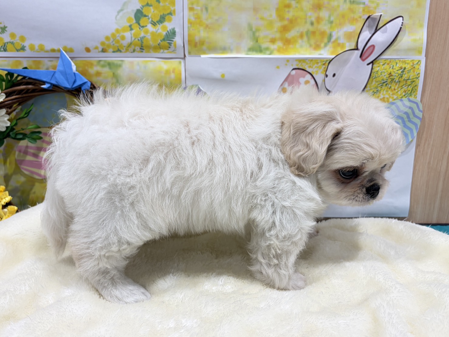 福島県のハーフ犬・ミックス犬 (ペッツワン会津若松店/2026年1月16日生まれ/男の子/その他色)の子犬の3枚目の画像