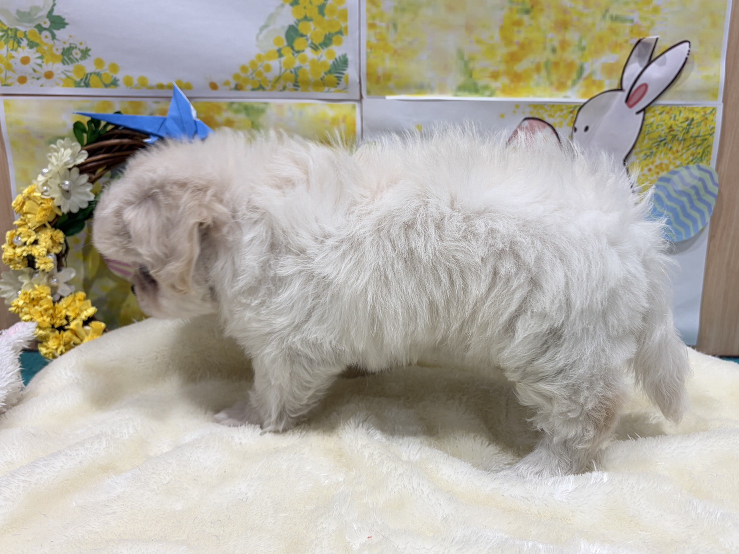 福島県のハーフ犬・ミックス犬 (ペッツワン会津若松店/2026年1月16日生まれ/男の子/その他色)の子犬の2枚目の画像