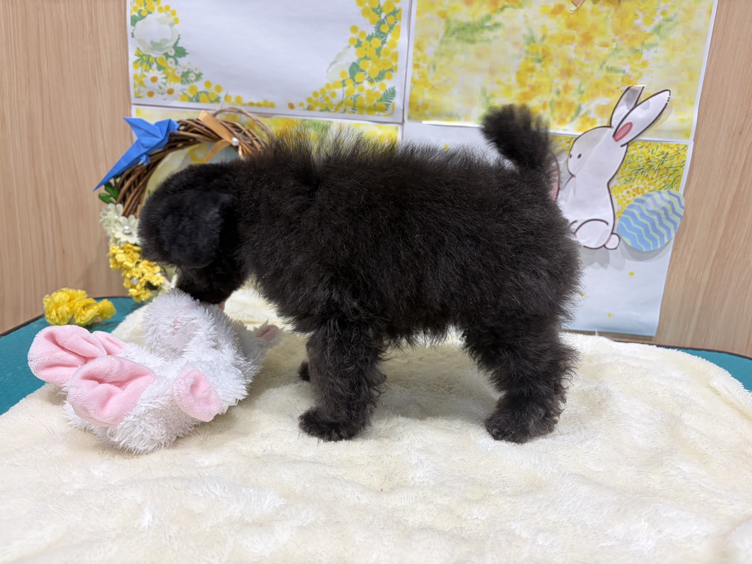 福島県のトイプードル(トイ) (ペッツワン会津若松店/2026年1月11日生まれ/男の子/グレー)の子犬の2枚目の画像