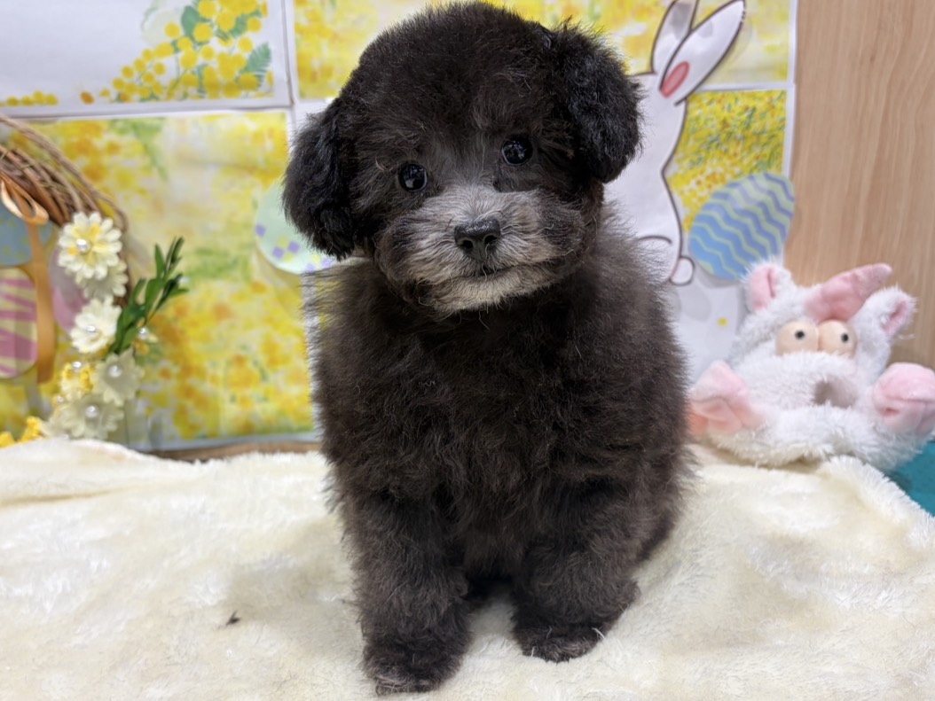 福島県のトイプードル(トイ) (ペッツワン会津若松店/2026年1月11日生まれ/男の子/グレー)の子犬の1枚目の画像