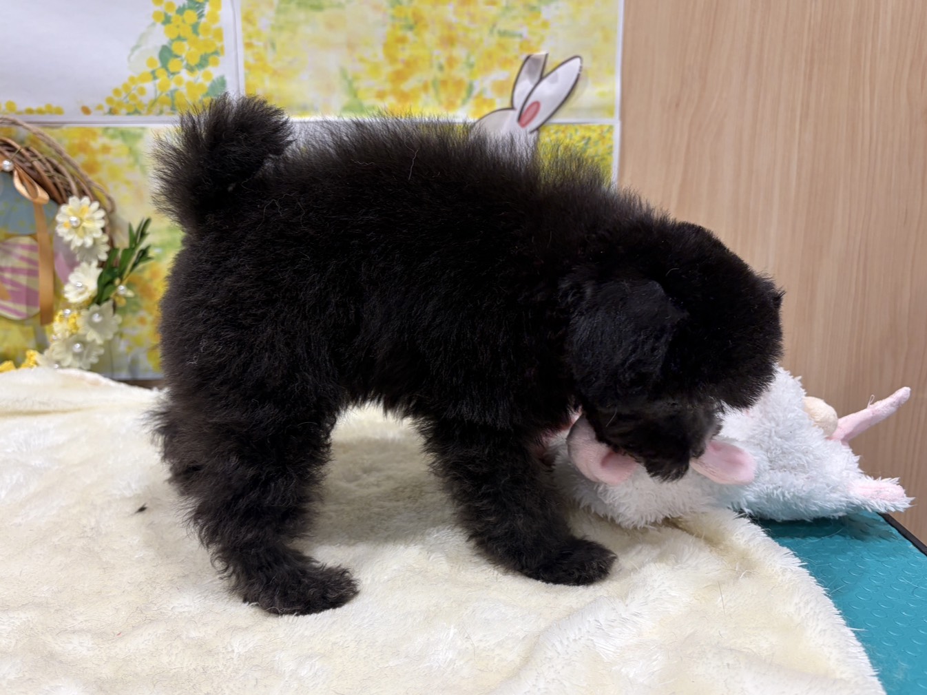 福島県のトイプードル(トイ) (ペッツワン会津若松店/2026年1月11日生まれ/男の子/グレー)の子犬の3枚目の画像