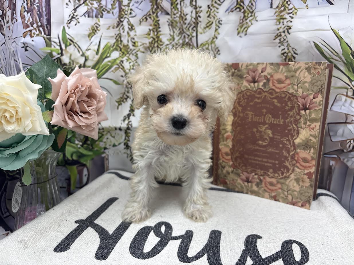 群馬県のハーフ犬・ミックス犬 (ペッツワン前橋小島田店/2026年1月16日生まれ/女の子/クリーム)の子犬