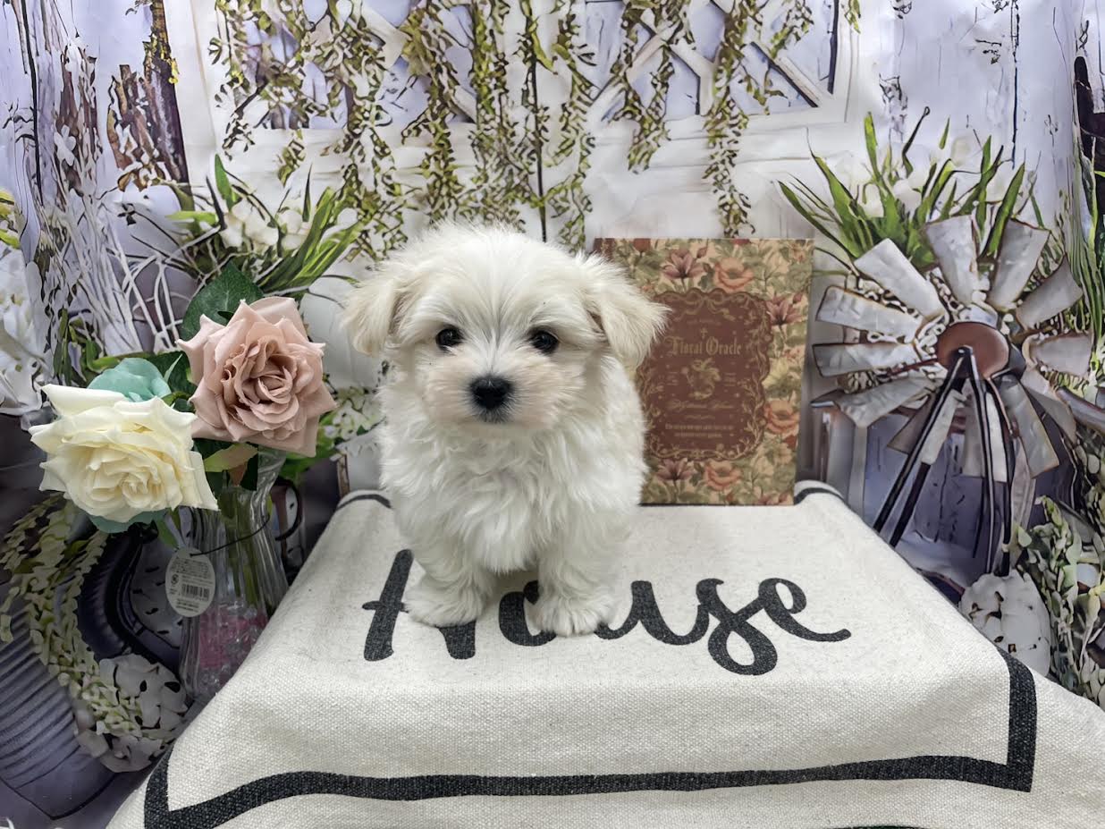 群馬県のマルチーズ (ペッツワン前橋小島田店/2026年1月17日生まれ/男の子/ホワイト)の子犬