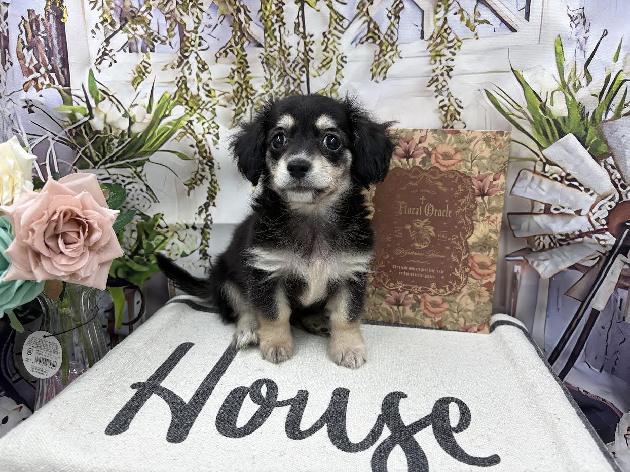 群馬県のハーフ犬・ミックス犬 (ペッツワン前橋小島田店/2026年1月12日生まれ/男の子/その他色)の子犬