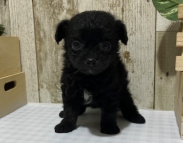 静岡県のハーフ犬・ミックス犬 (ペッツワン浜松都田テクノ店/2026年1月18日生まれ/女の子/ブラック)の子犬