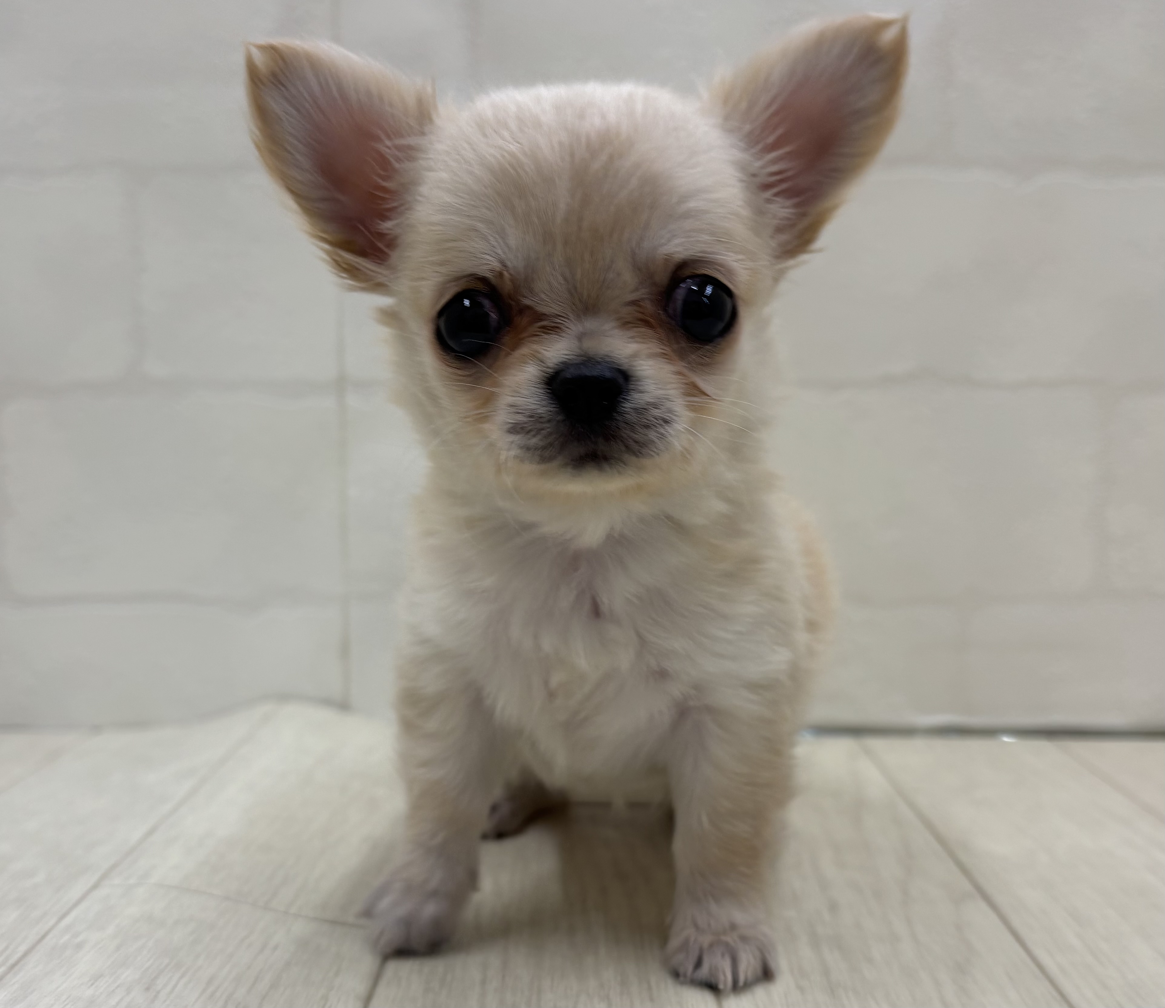 埼玉県のチワワ(ロング) (ペッツワン大利根店/2026年1月18日生まれ/女の子/クリーム)の子犬