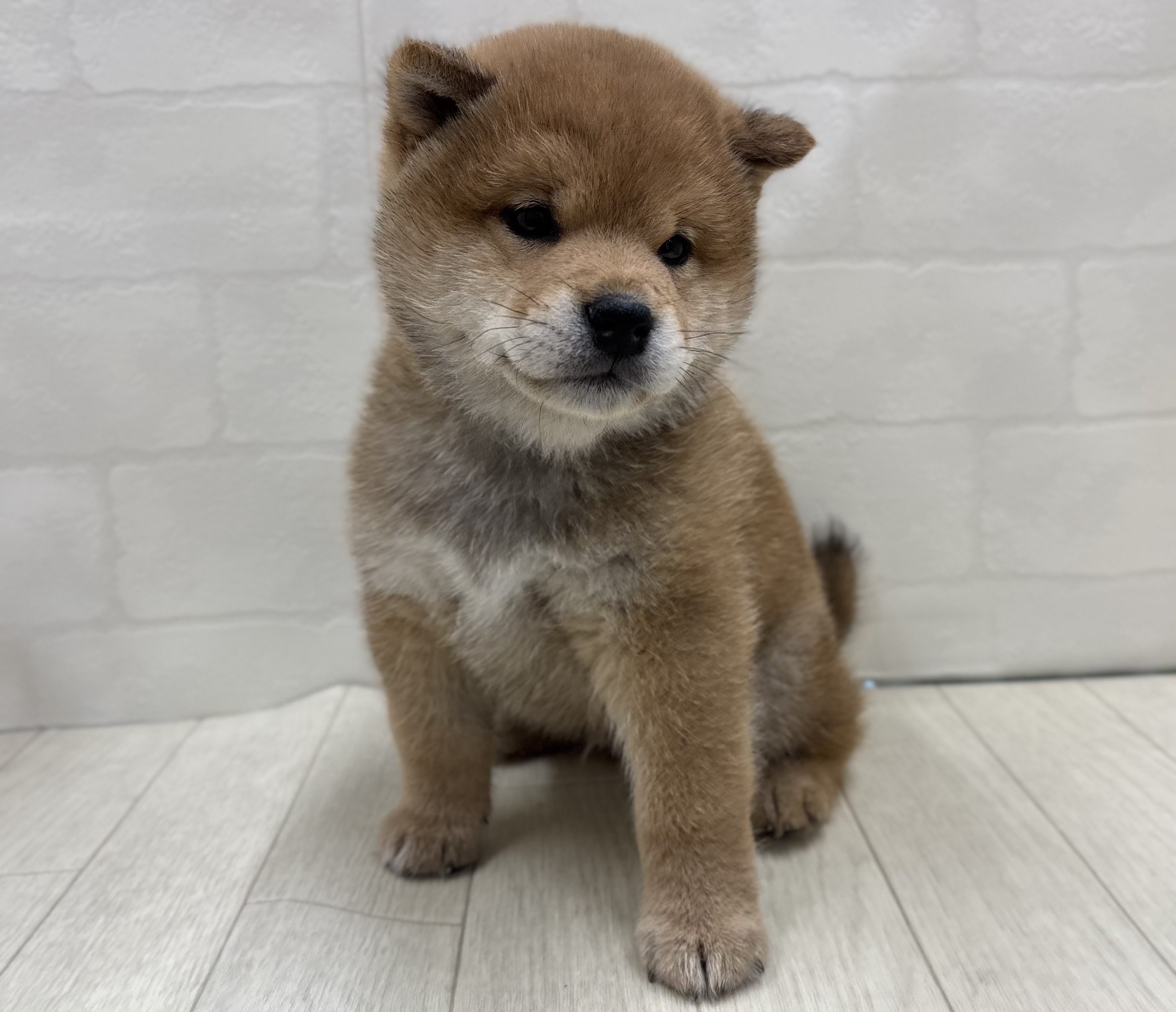 埼玉県の柴犬(標準サイズ) (ペッツワン大利根店/2026年1月20日生まれ/男の子/赤)の子犬の2枚目の画像