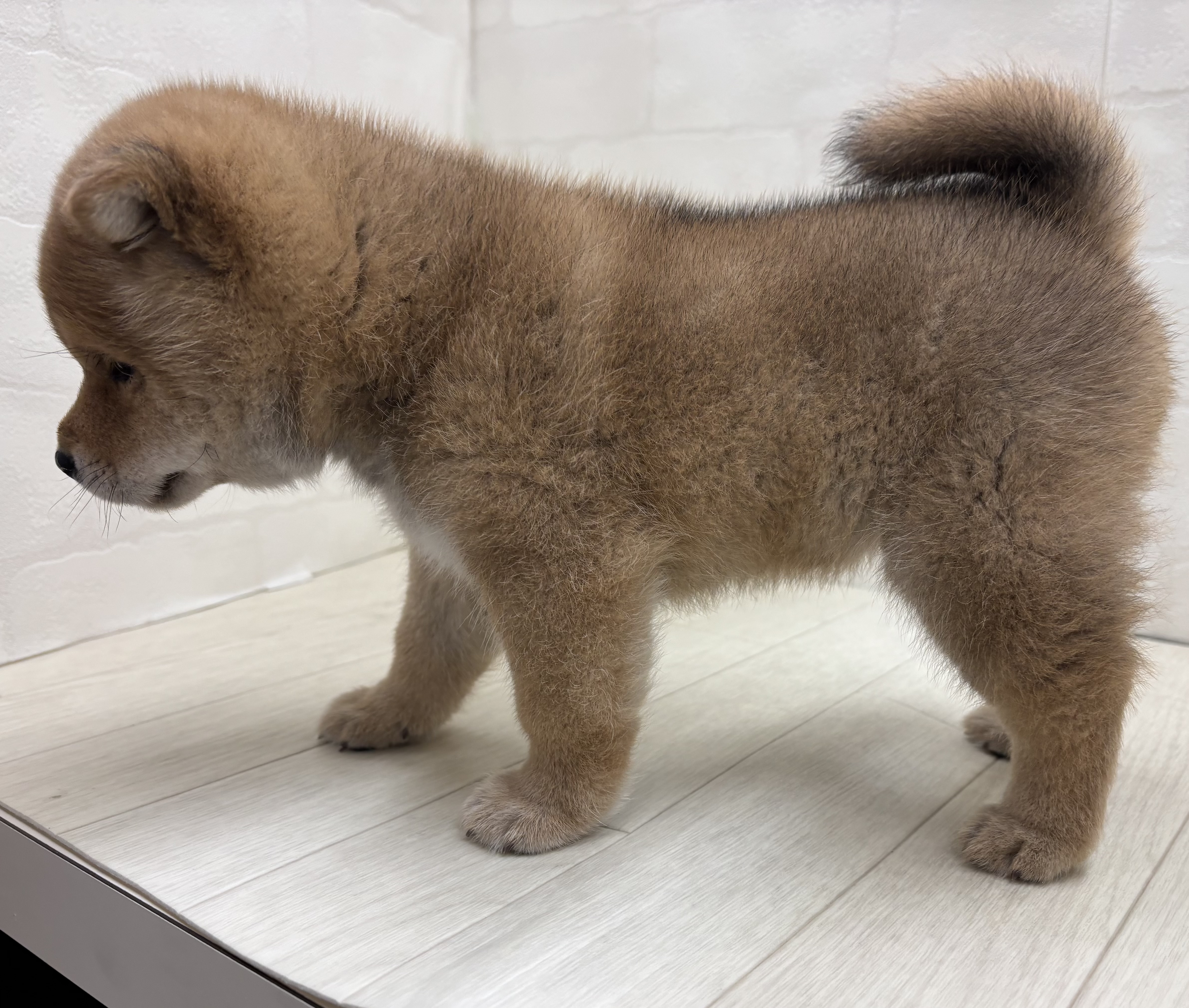 埼玉県の柴犬(標準サイズ) (ペッツワン大利根店/2026年1月20日生まれ/男の子/赤)の子犬の3枚目の画像