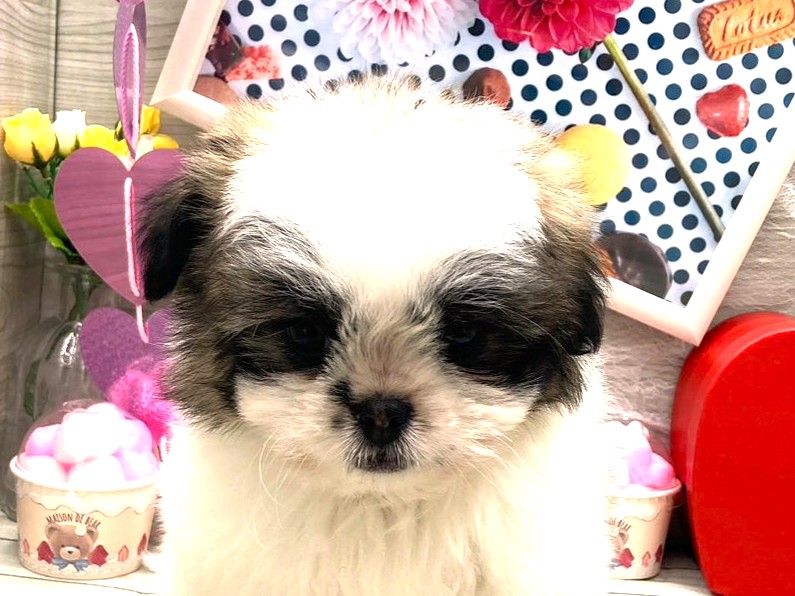 京都府のハーフ犬・ミックス犬 (ペッツワン木津川店/2025年12月7日生まれ/男の子/ホワイトゴールド)の子犬の1枚目の画像