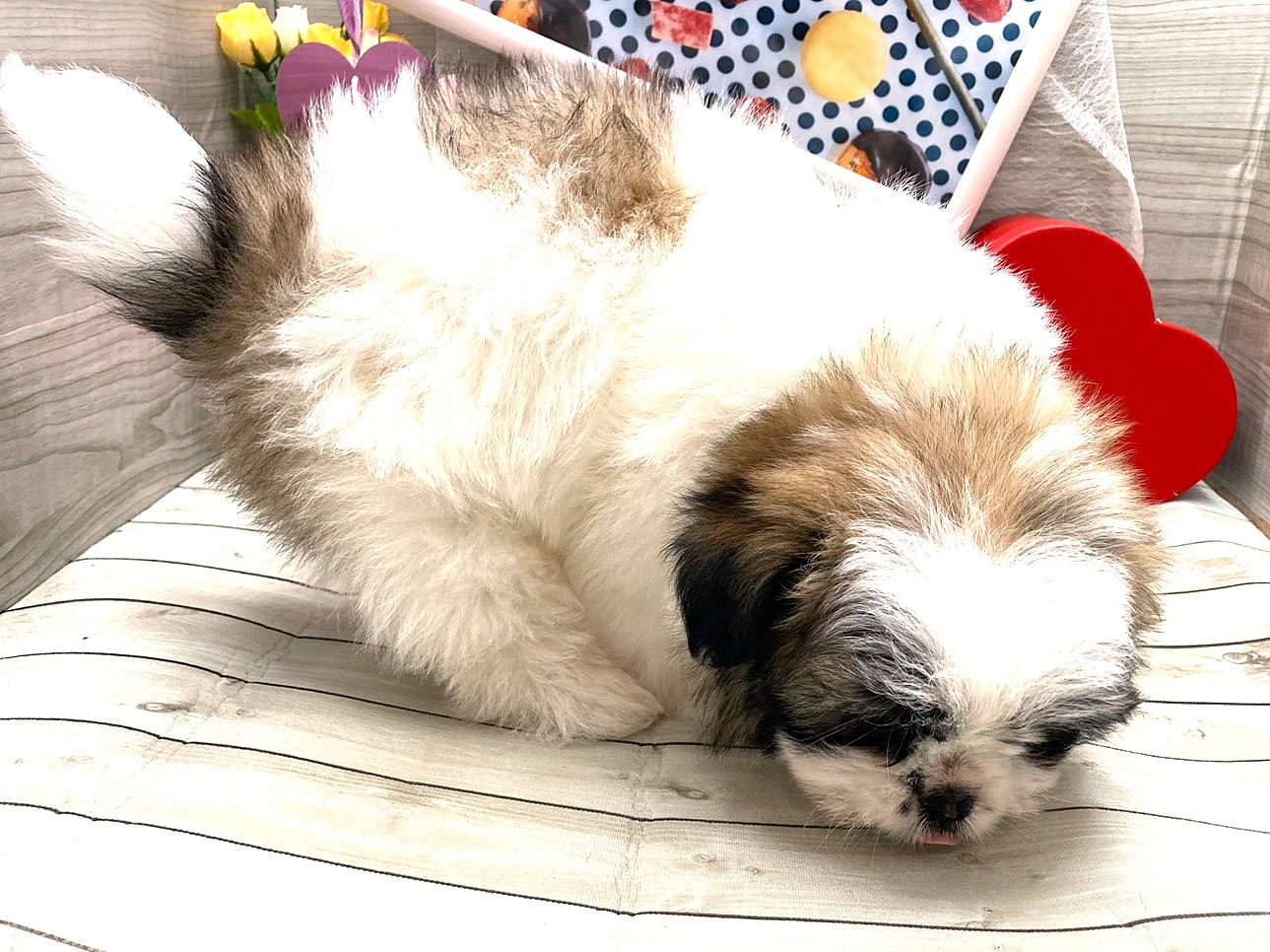 京都府のハーフ犬・ミックス犬 (ペッツワン木津川店/2025年12月7日生まれ/男の子/ホワイトゴールド)の子犬の2枚目の画像