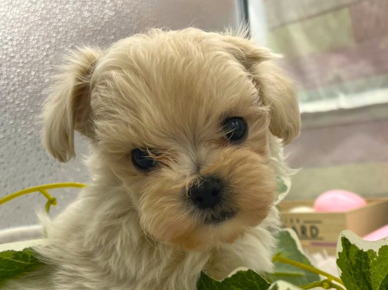 静岡県のハーフ犬・ミックス犬 (ペッツワン掛川店/2026年1月19日生まれ/女の子/アプリコット)の子犬の1枚目の画像