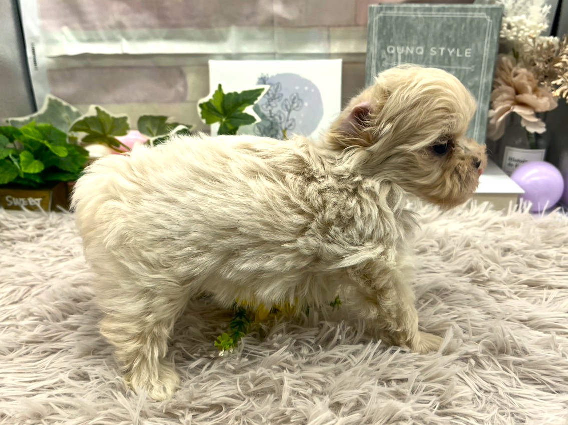 静岡県のハーフ犬・ミックス犬 (ペッツワン掛川店/2026年1月19日生まれ/女の子/アプリコット)の子犬の2枚目の画像