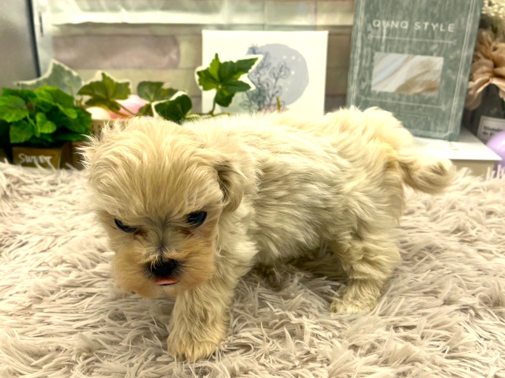 静岡県のハーフ犬・ミックス犬 (ペッツワン掛川店/2026年1月19日生まれ/女の子/アプリコット)の子犬の3枚目の画像