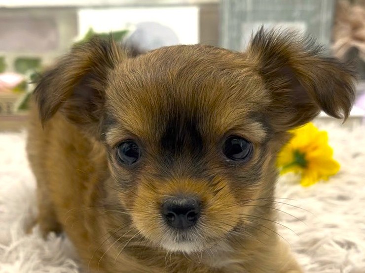 静岡県のハーフ犬・ミックス犬 (ペッツワン掛川店/2026年1月11日生まれ/女の子/レッドホワイト)の子犬の1枚目の画像