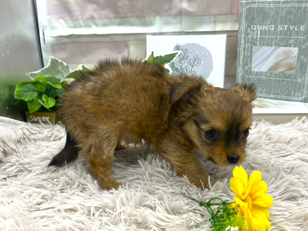 静岡県のハーフ犬・ミックス犬 (ペッツワン掛川店/2026年1月11日生まれ/女の子/レッドホワイト)の子犬の2枚目の画像