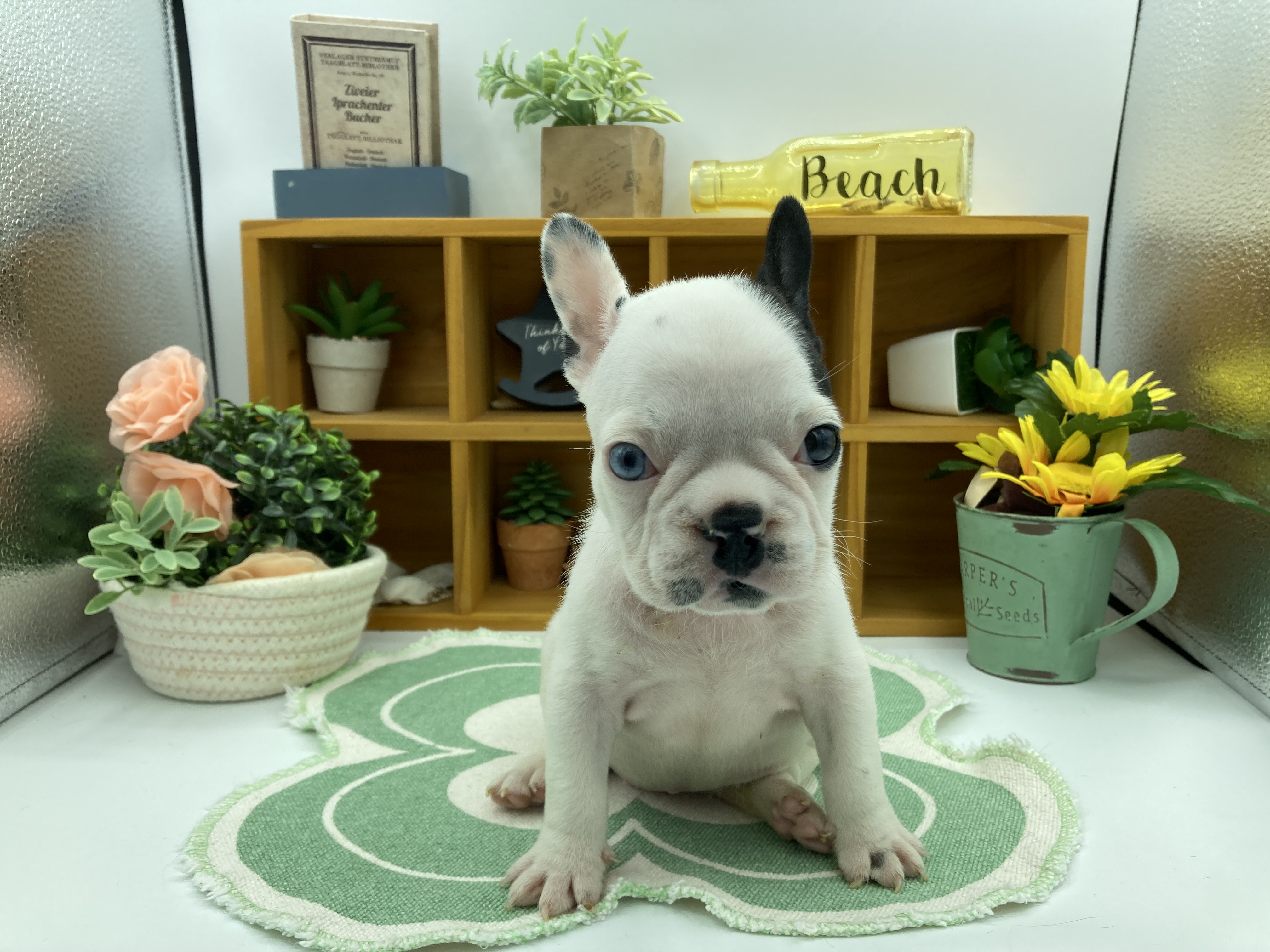 静岡県のフレンチブルドッグ (ペッツワン清水店/2025年12月30日生まれ/女の子/パイド)の子犬の1枚目の画像