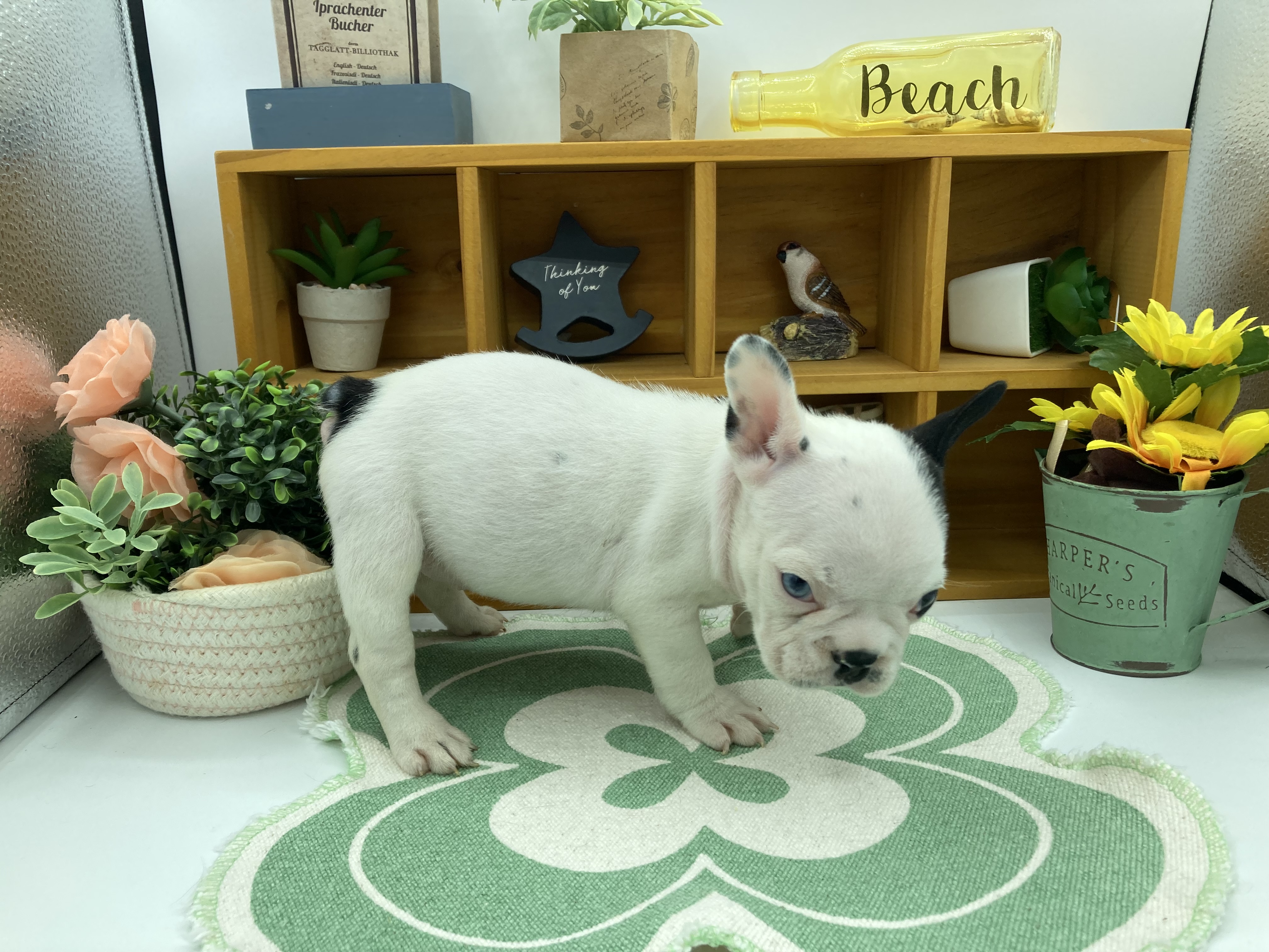 静岡県のフレンチブルドッグ (ペッツワン清水店/2025年12月30日生まれ/女の子/パイド)の子犬の2枚目の画像