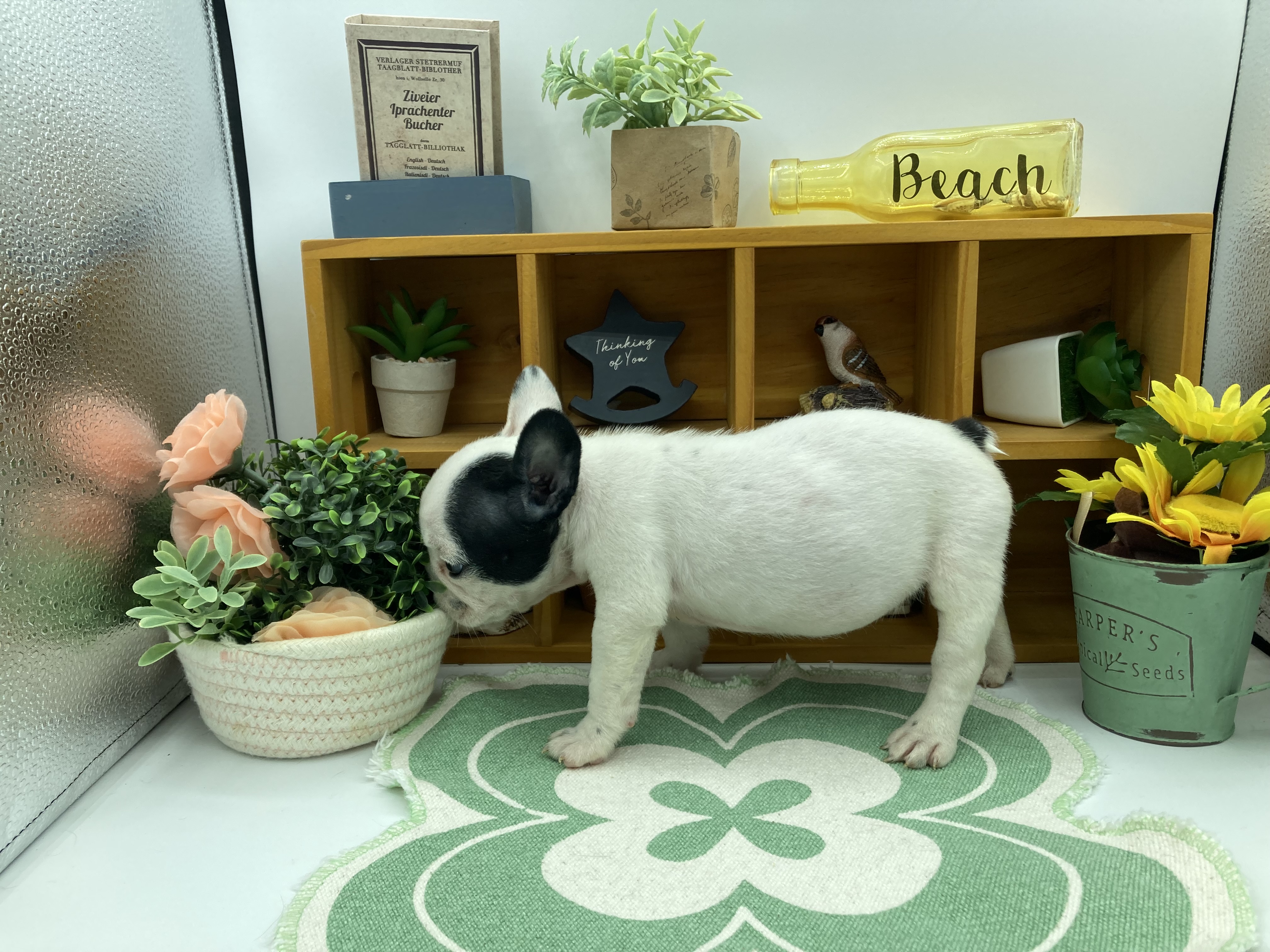 静岡県のフレンチブルドッグ (ペッツワン清水店/2025年12月30日生まれ/女の子/パイド)の子犬の3枚目の画像