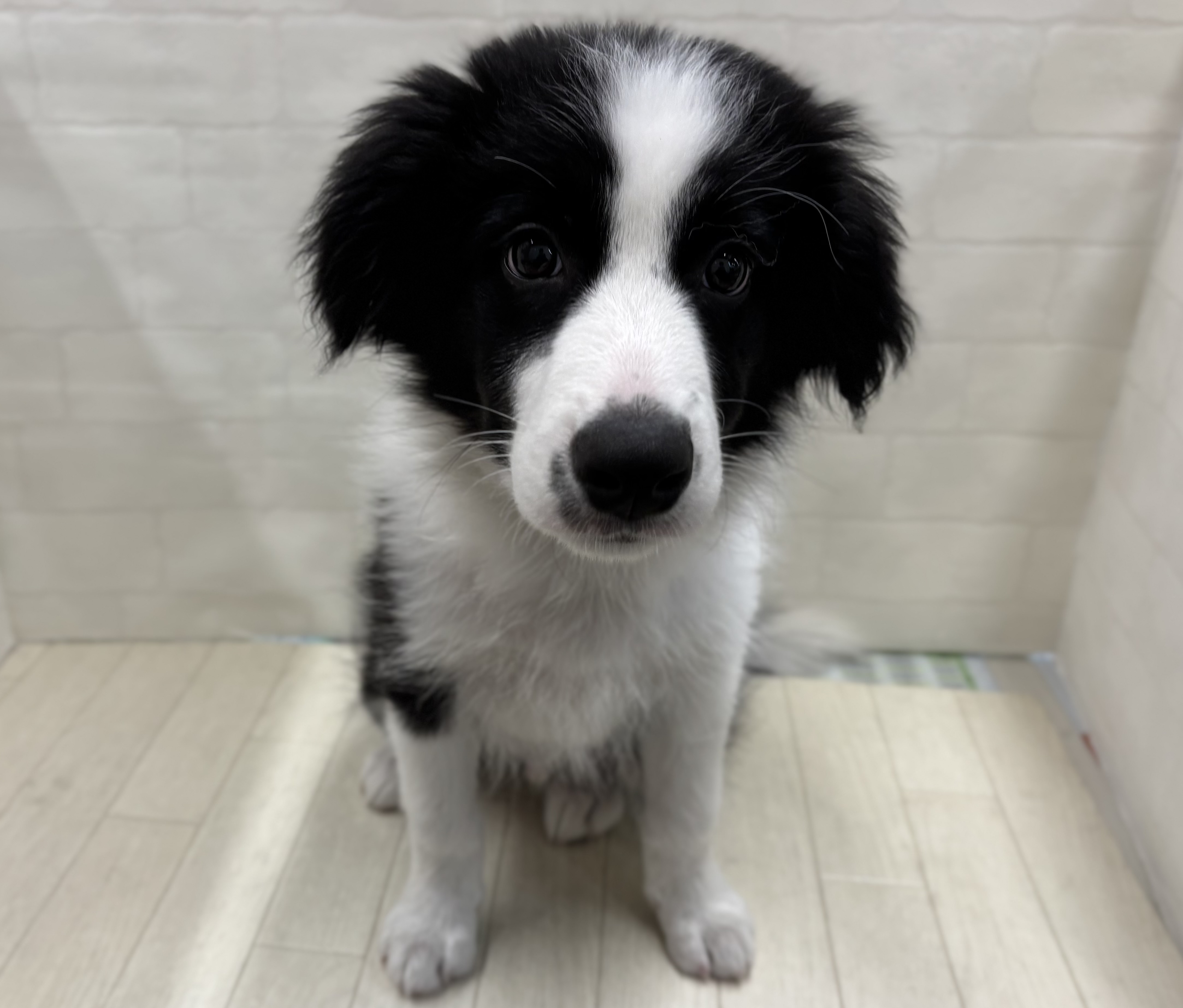 埼玉県のボーダーコリー (ペッツワン大利根店/2025年11月17日生まれ/男の子/ブラックホワイト)の子犬