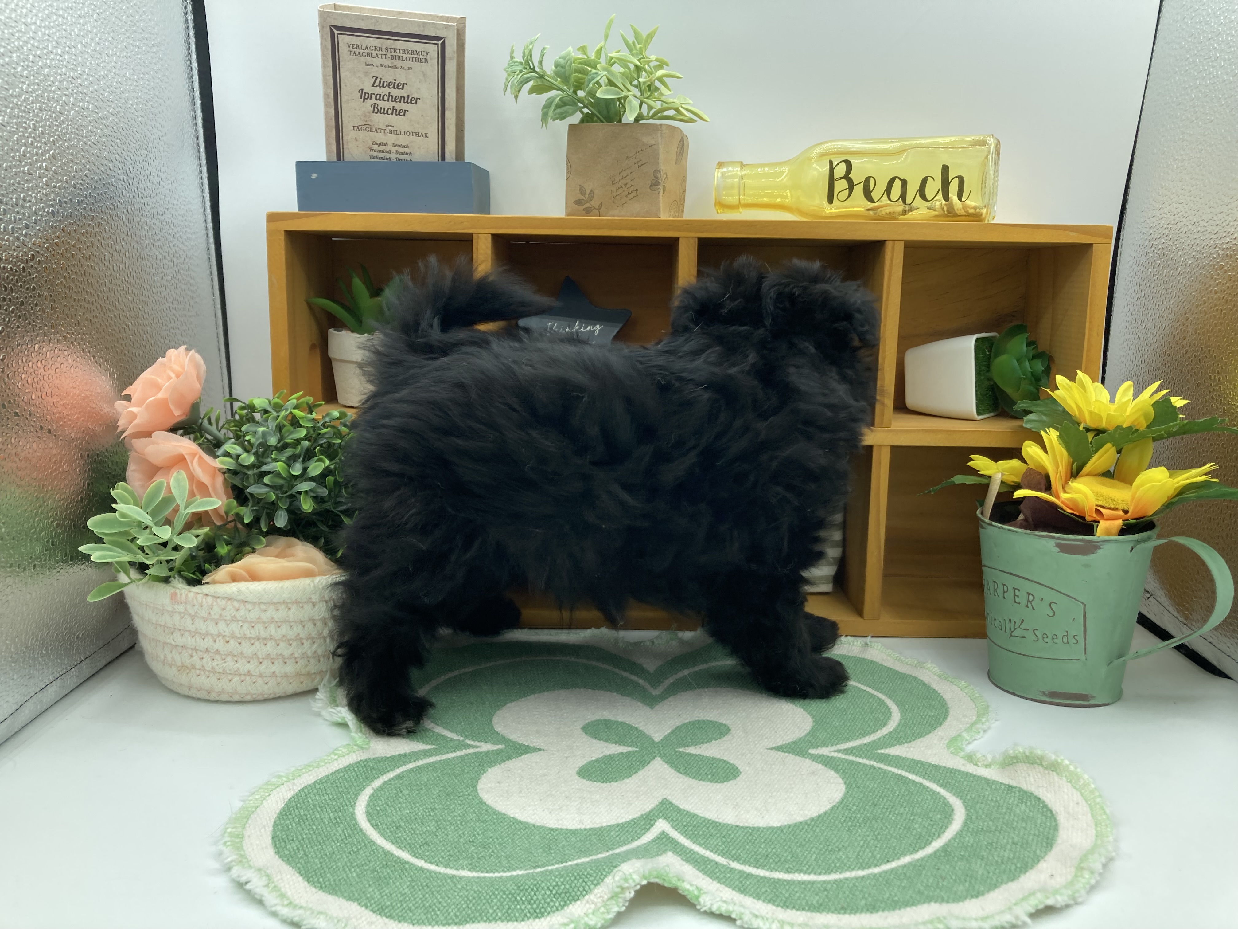 静岡県のハーフ犬・ミックス犬 (ペッツワン清水店/2025年12月18日生まれ/男の子/ブラックホワイト)の子犬の2枚目の画像