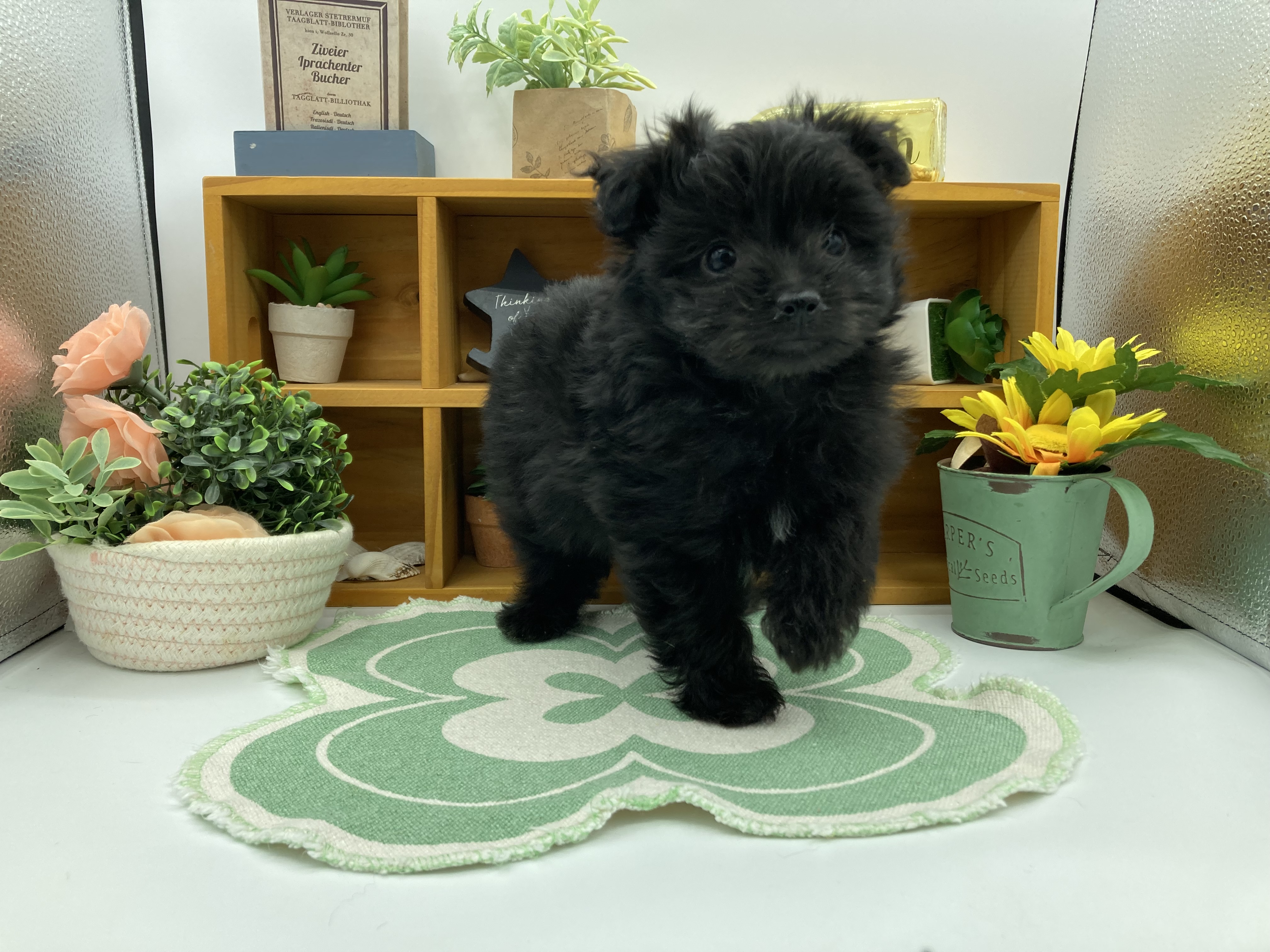 静岡県のハーフ犬・ミックス犬 (ペッツワン清水店/2025年12月18日生まれ/男の子/ブラックホワイト)の子犬の1枚目の画像