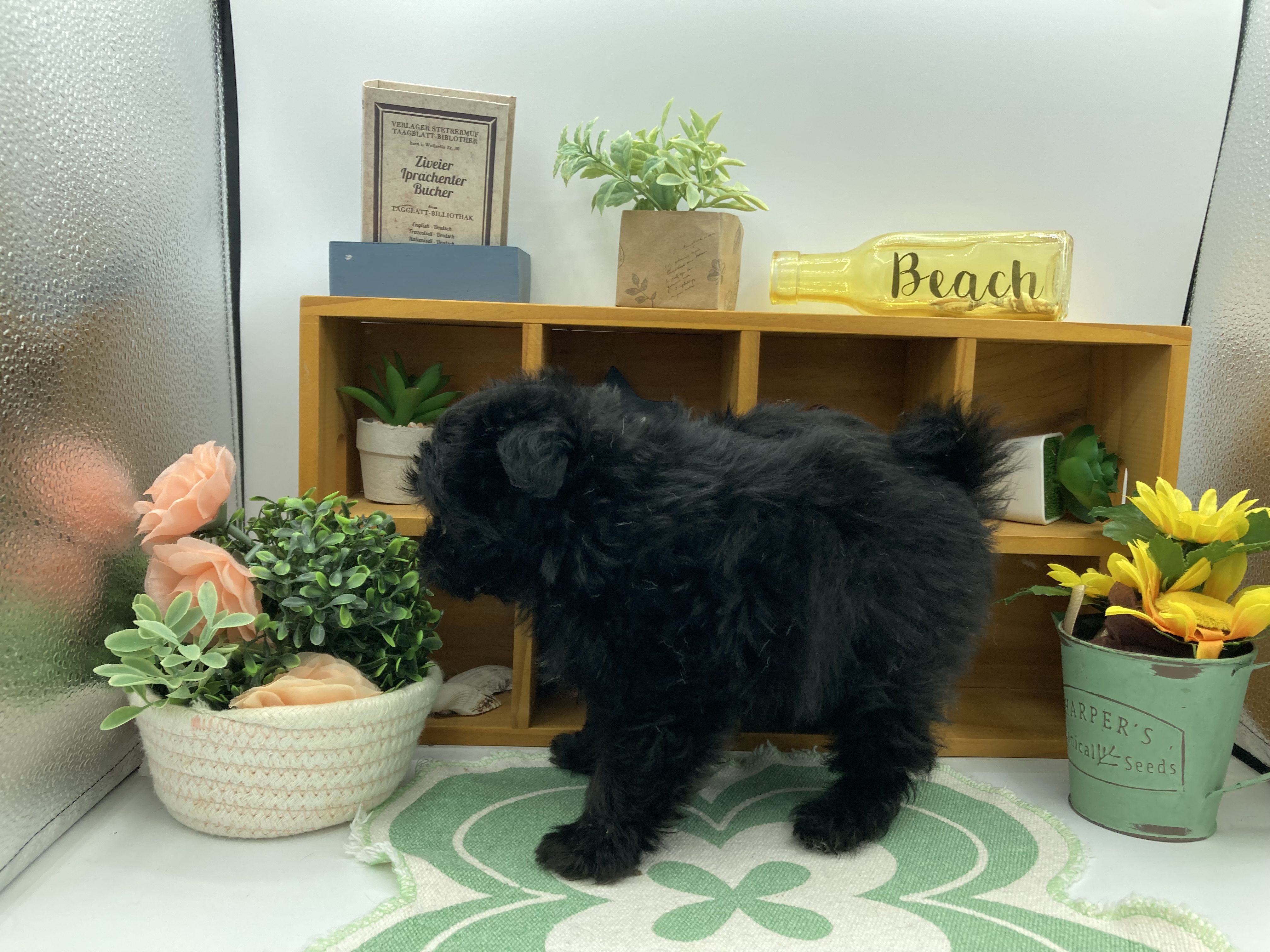 静岡県のハーフ犬・ミックス犬 (ペッツワン清水店/2025年12月18日生まれ/男の子/ブラックホワイト)の子犬の3枚目の画像