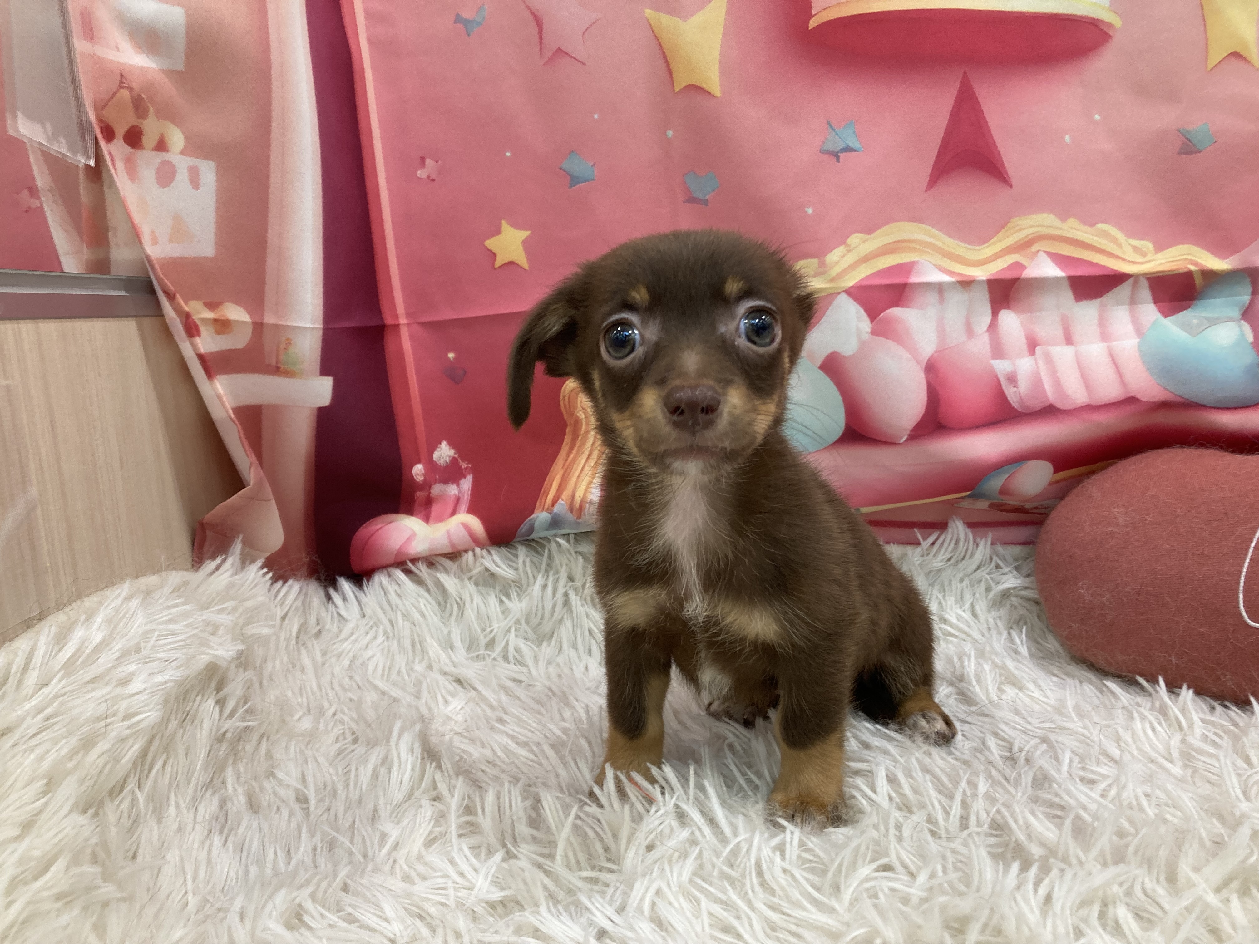 静岡県のハーフ犬・ミックス犬 (ペッツワン清水店/2026年1月13日生まれ/女の子/チョコレートタン)の子犬の1枚目の画像