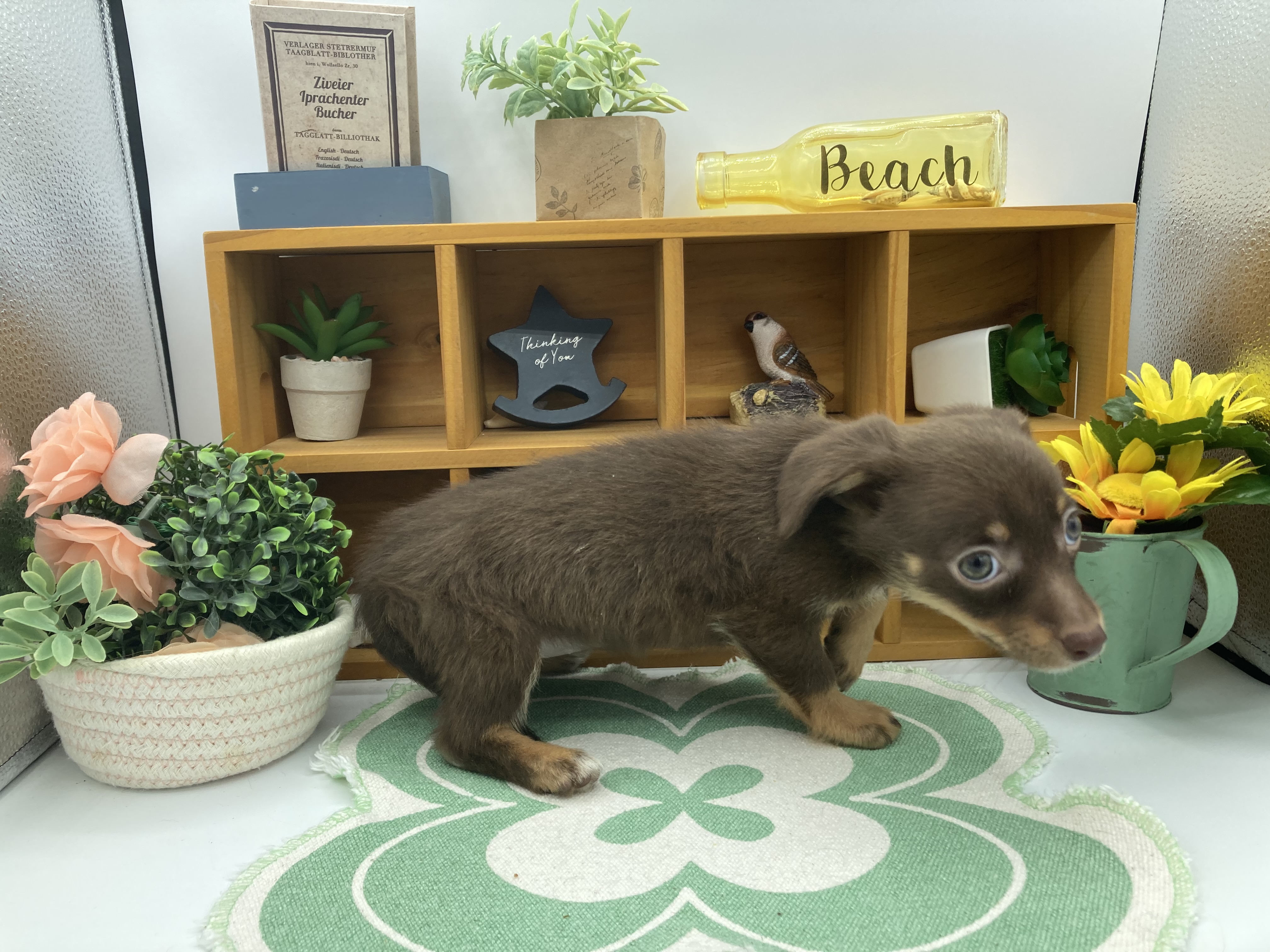 静岡県のハーフ犬・ミックス犬 (ペッツワン清水店/2026年1月13日生まれ/女の子/チョコレートタン)の子犬の2枚目の画像