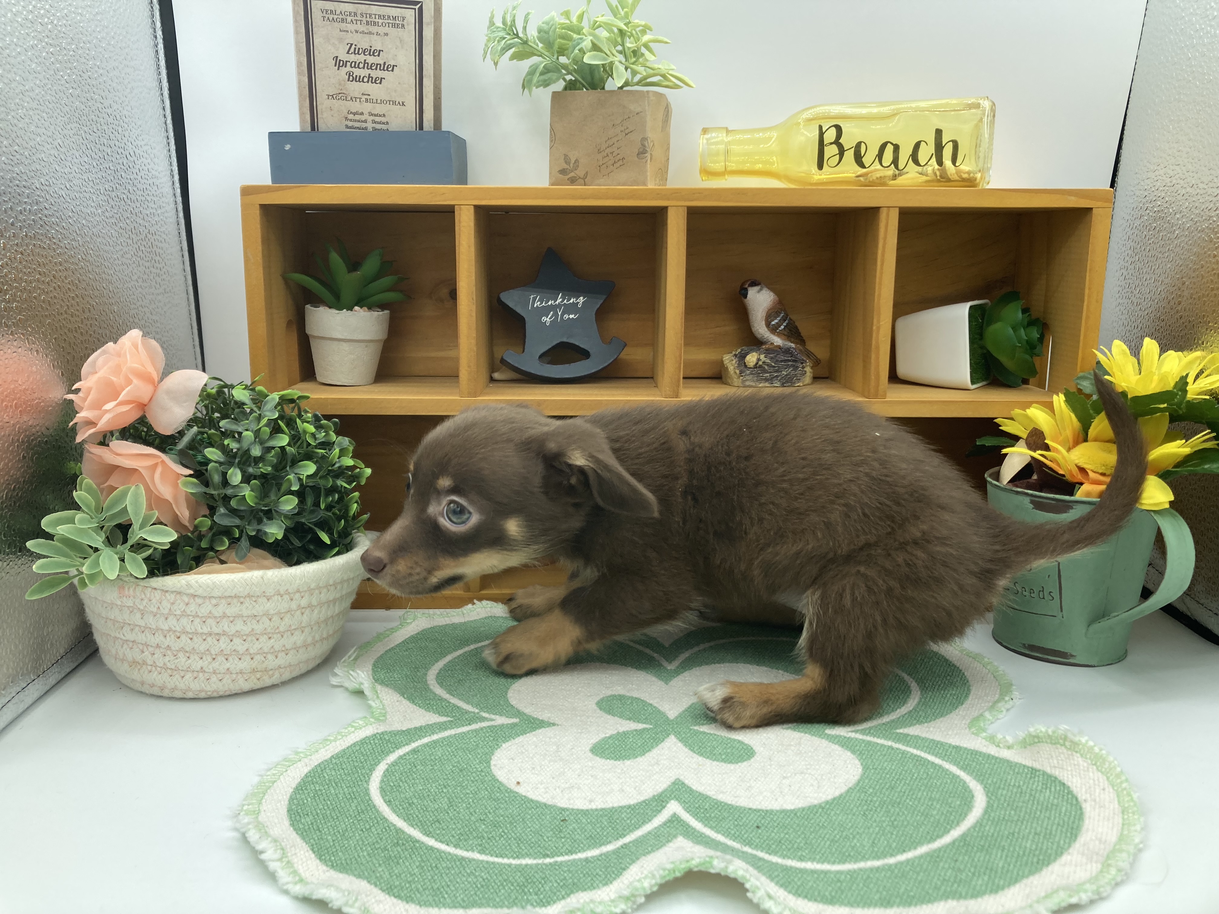 静岡県のハーフ犬・ミックス犬 (ペッツワン清水店/2026年1月13日生まれ/女の子/チョコレートタン)の子犬の3枚目の画像