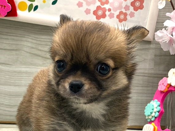 京都府のチワワ(ロング) (ペッツワン木津川店/2026年1月7日生まれ/女の子/レッド)の子犬の1枚目の画像