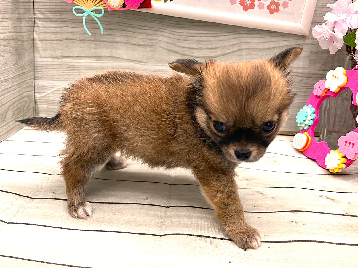 京都府のチワワ(ロング) (ペッツワン木津川店/2026年1月7日生まれ/女の子/レッド)の子犬の2枚目の画像