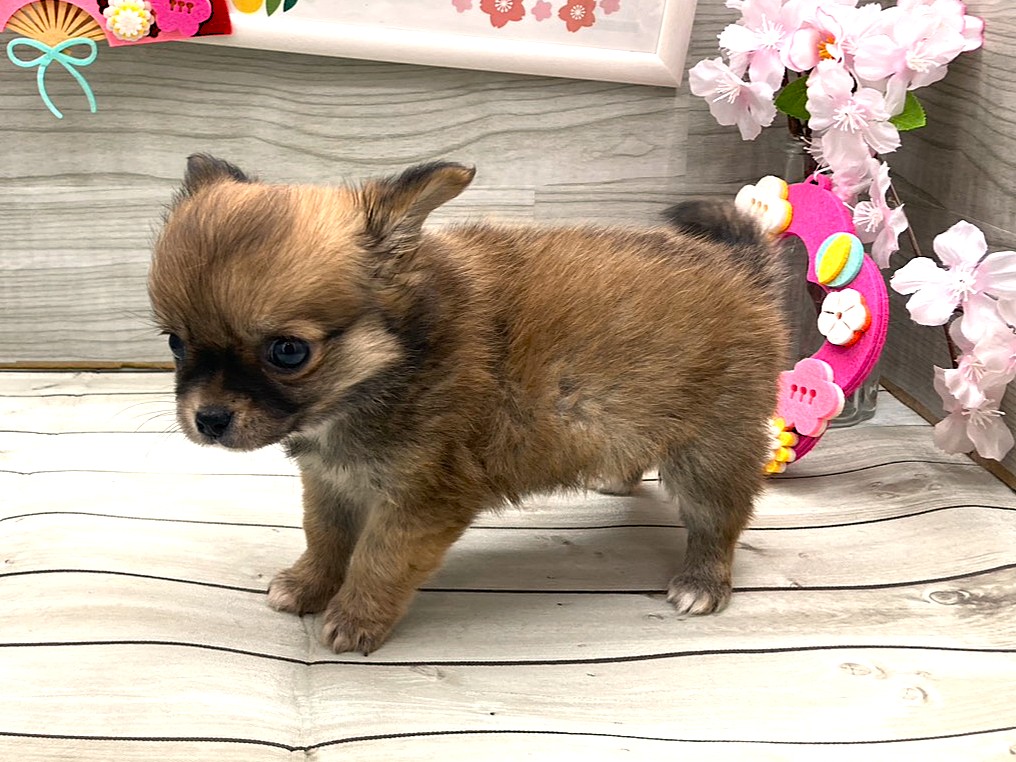 京都府のチワワ(ロング) (ペッツワン木津川店/2026年1月7日生まれ/女の子/レッド)の子犬の3枚目の画像