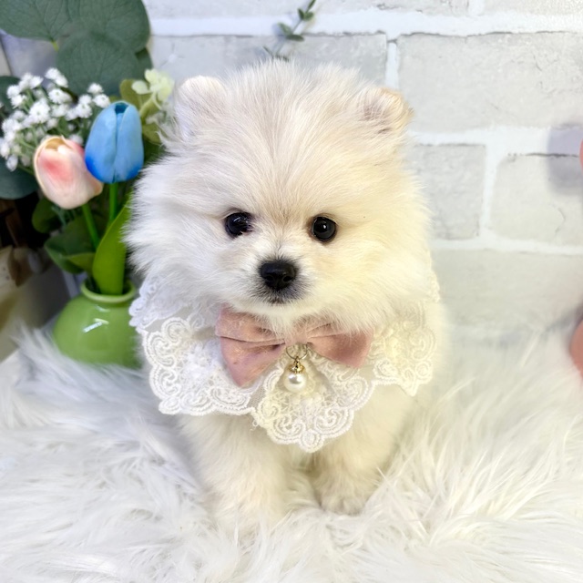 大阪府のポメラニアン (ペッツワン高槻店/2026年1月14日生まれ/女の子/クリーム)の子犬の1枚目の画像
