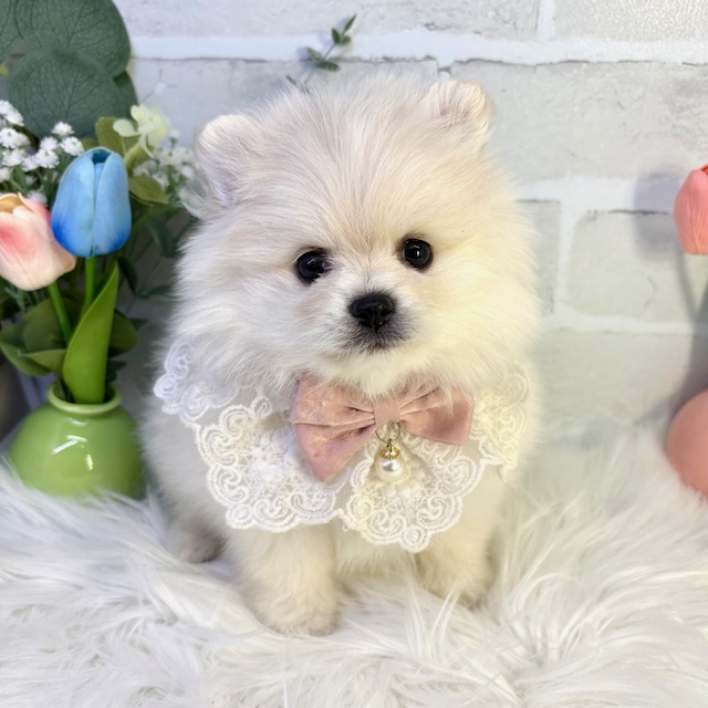 大阪府のポメラニアン (ペッツワン高槻店/2026年1月14日生まれ/女の子/クリーム)の子犬の3枚目の画像