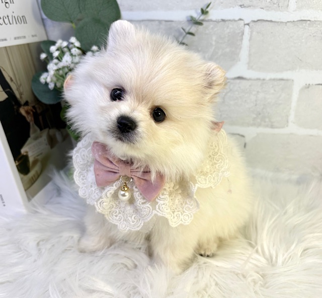 大阪府のポメラニアン (ペッツワン高槻店/2026年1月14日生まれ/女の子/クリーム)の子犬の2枚目の画像