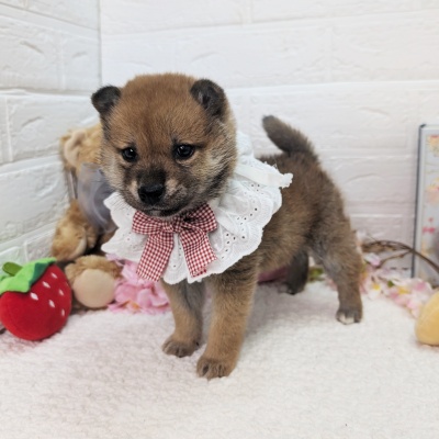 大阪府の柴犬(標準サイズ) (ペッツワン東大阪店/2026年1月21日生まれ/女の子/赤)の子犬の2枚目の画像