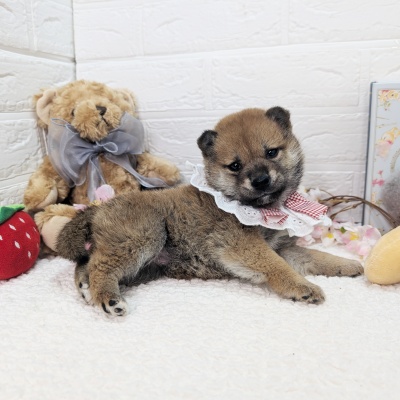 大阪府の柴犬(標準サイズ) (ペッツワン東大阪店/2026年1月21日生まれ/女の子/赤)の子犬の3枚目の画像