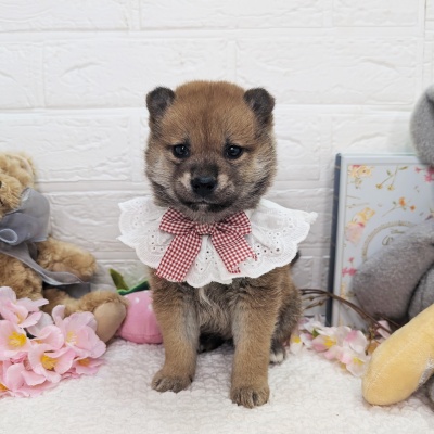 大阪府の柴犬(標準サイズ) (ペッツワン東大阪店/2026年1月21日生まれ/女の子/赤)の子犬の1枚目の画像