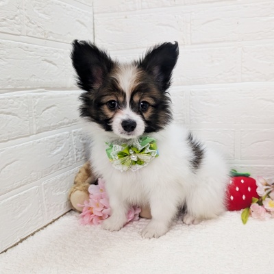 大阪府のパピヨン (ペッツワン東大阪店/2026年1月19日生まれ/男の子/ホワイトブラウン)の子犬の1枚目の画像