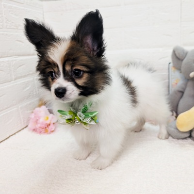 大阪府のパピヨン (ペッツワン東大阪店/2026年1月19日生まれ/男の子/ホワイトブラウン)の子犬の3枚目の画像