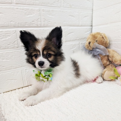 大阪府のパピヨン (ペッツワン東大阪店/2026年1月19日生まれ/男の子/ホワイトブラウン)の子犬の2枚目の画像