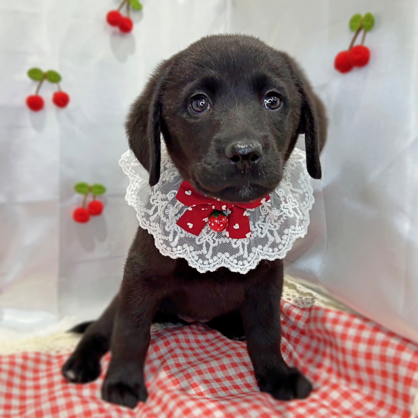 滋賀県のラブラドールレトリーバー (ペッツワン堅田店/2026年1月21日生まれ/女の子/ブラック)の子犬の3枚目の画像