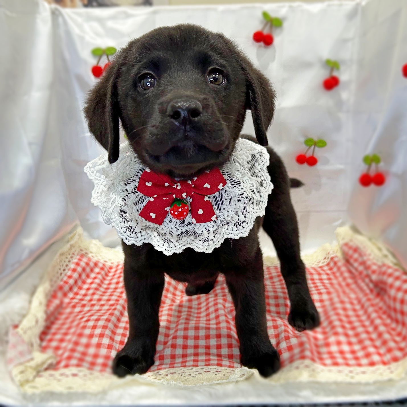滋賀県のラブラドールレトリーバー (ペッツワン堅田店/2026年1月21日生まれ/女の子/ブラック)の子犬の1枚目の画像