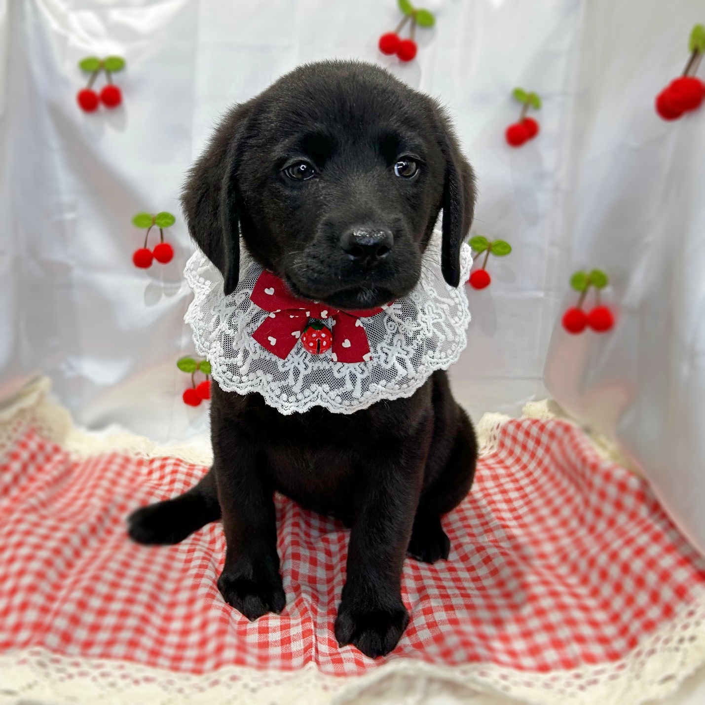 滋賀県のラブラドールレトリーバー (ペッツワン堅田店/2026年1月21日生まれ/女の子/ブラック)の子犬の2枚目の画像