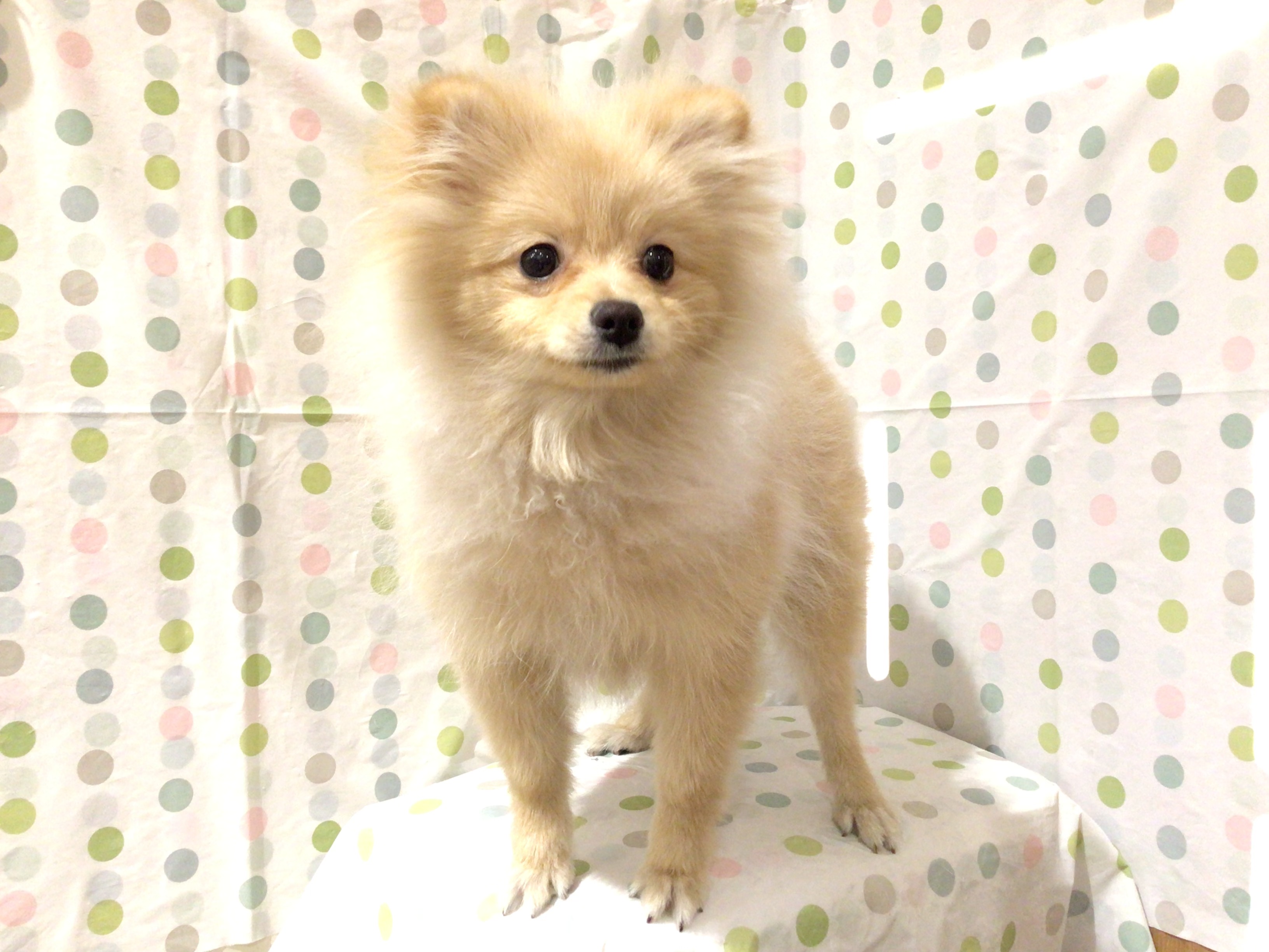 茨城県のポメラニアン (ペッツワン高萩店/2025年9月7日生まれ/男の子/クリーム)の子犬の3枚目の画像
