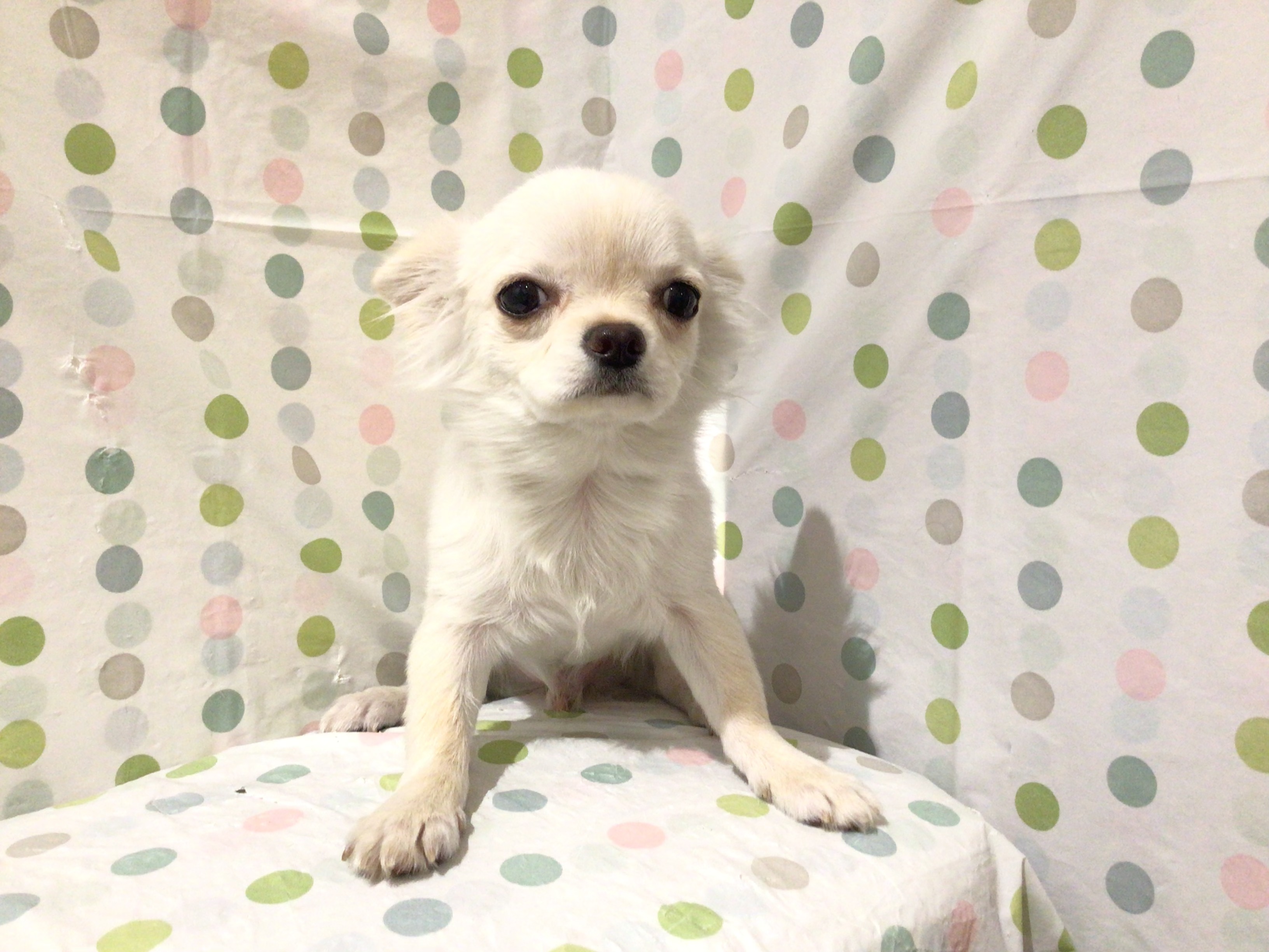 茨城県のチワワ(ロング) (ペッツワン高萩店/2025年10月13日生まれ/男の子/クリーム)の子犬の3枚目の画像