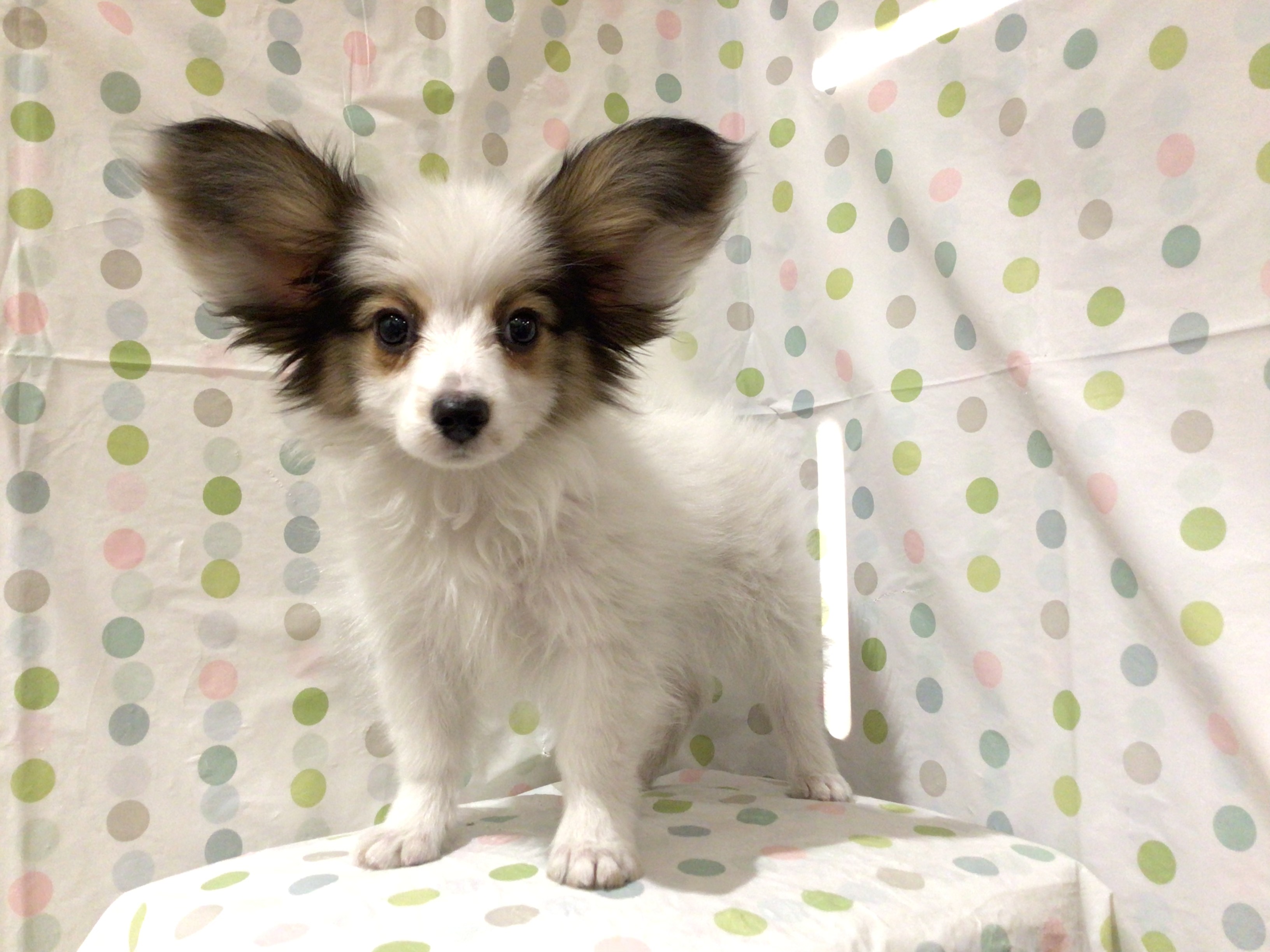 茨城県のパピヨン (ペッツワン高萩店/2025年12月8日生まれ/男の子/ホワイトブラウン)の子犬の2枚目の画像