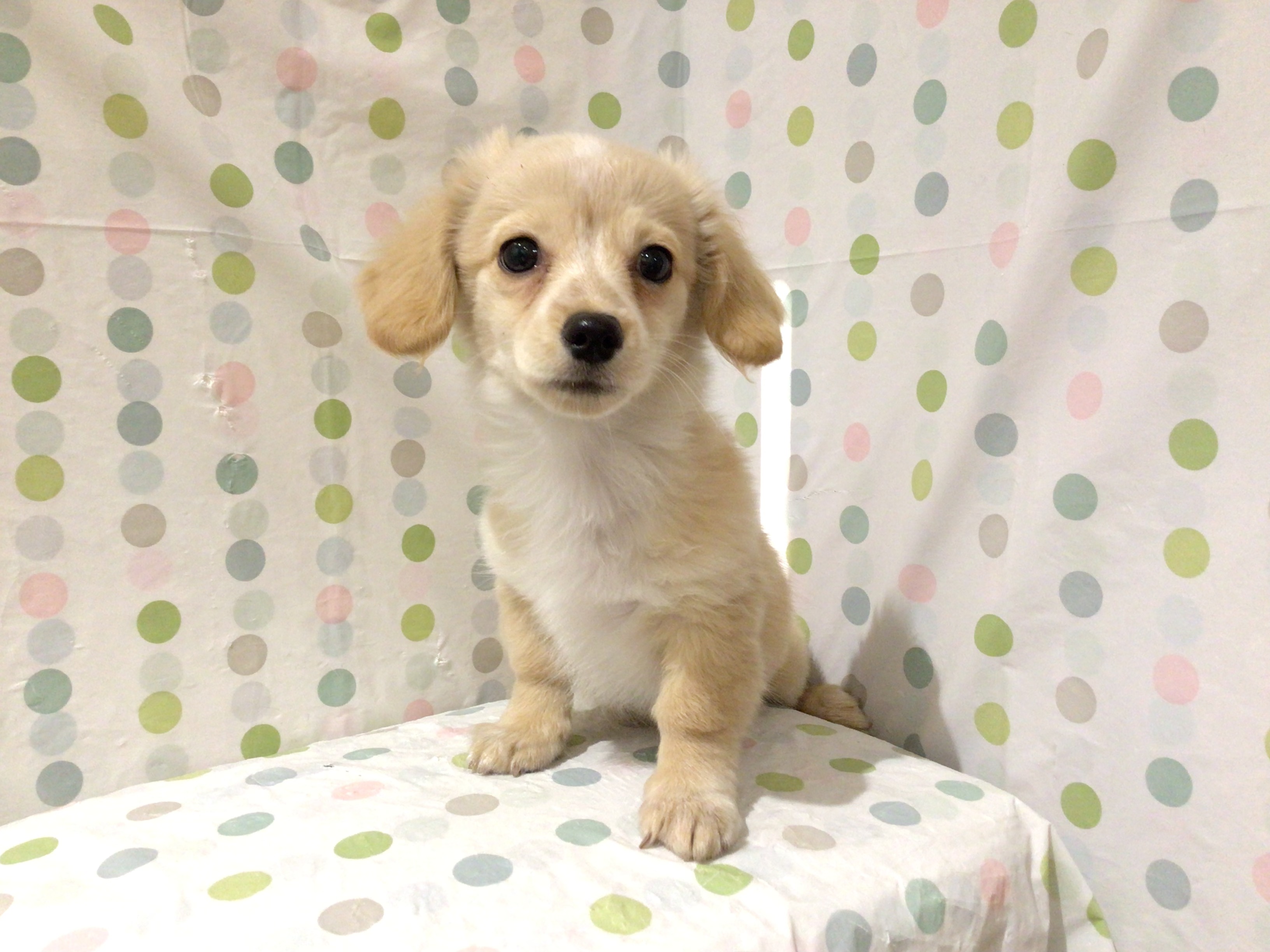 茨城県のハーフ犬・ミックス犬 (ペッツワン高萩店/2025年12月8日生まれ/男の子/クリームホワイト)の子犬の2枚目の画像