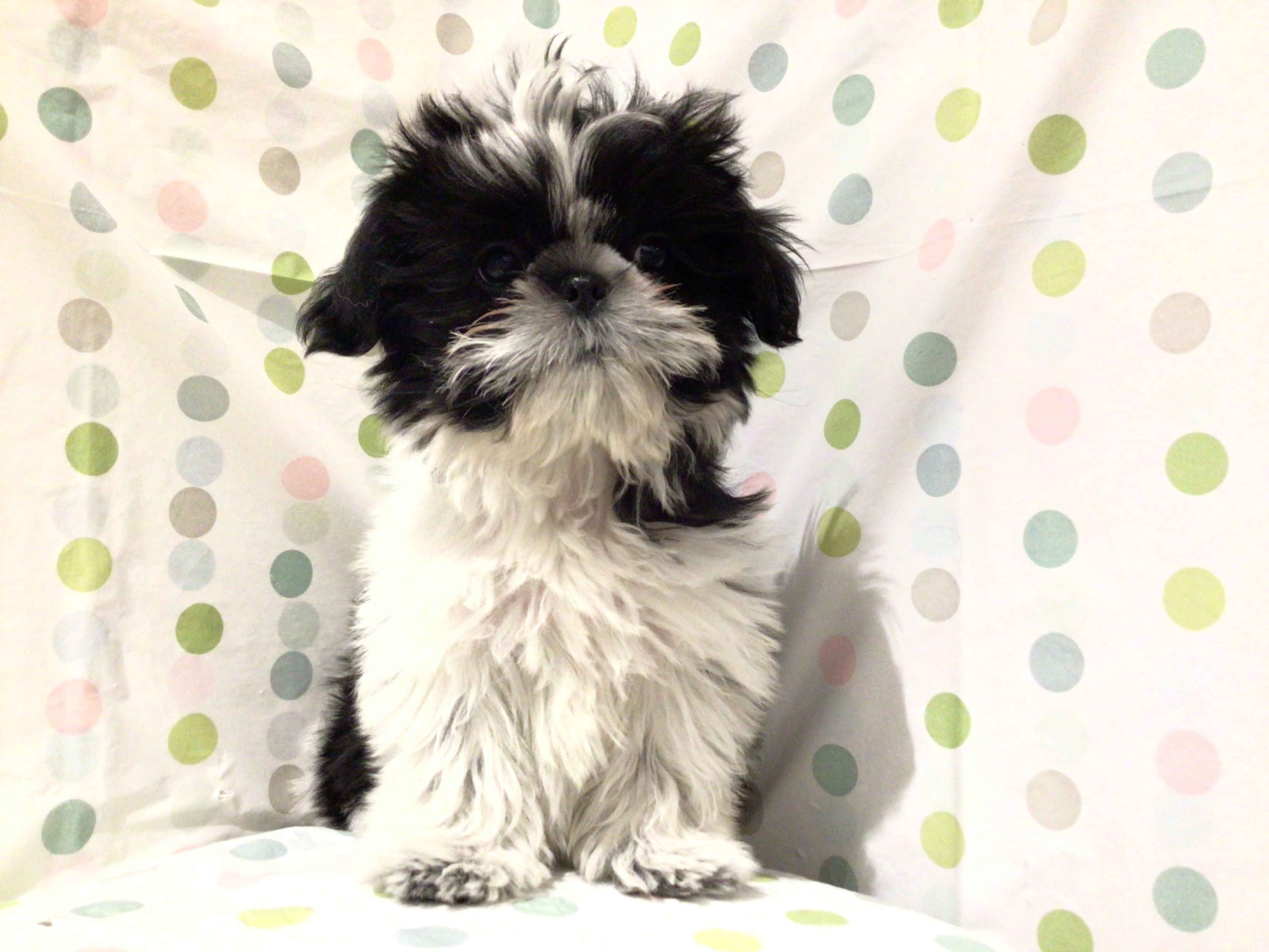 茨城県のシーズー (ペッツワン高萩店/2025年12月15日生まれ/女の子/ブラックホワイト)の子犬の2枚目の画像