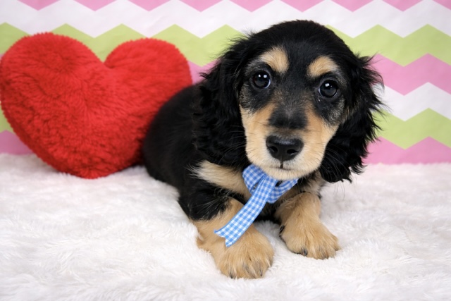 兵庫県のミニチュアダックスフンド(ロング) (ペッツワン神戸深江浜店/2026年1月8日生まれ/男の子/ブラックタン)の子犬の1枚目の画像